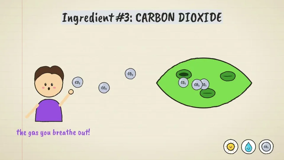 Notebook-paper doodle explainer on how photosynthesis works