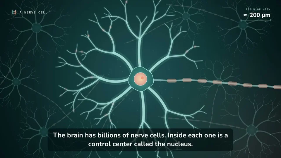 Animated journey from brain to DNA explaining MED13 syndrome