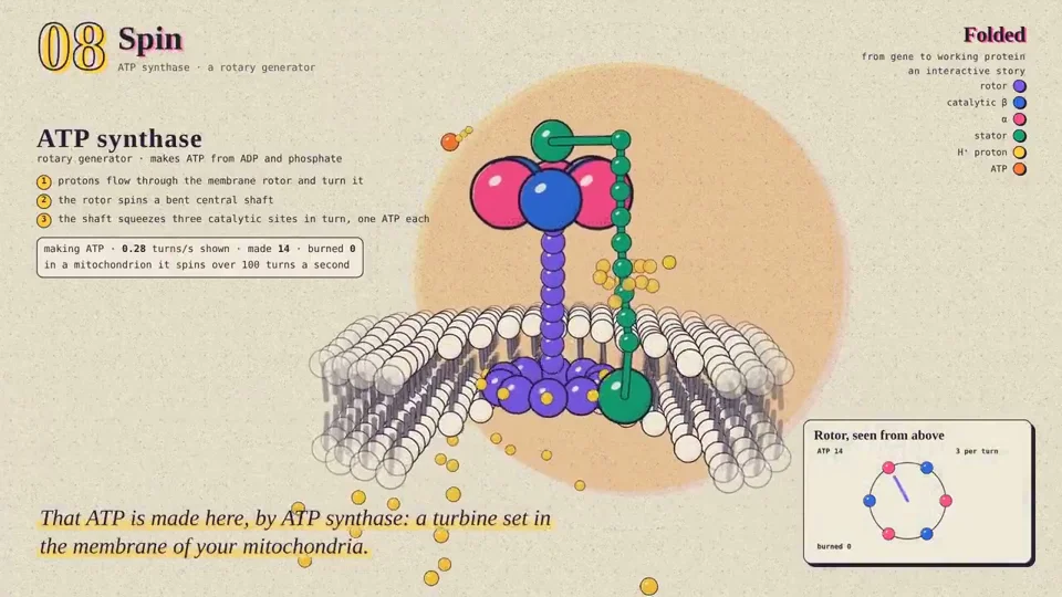 Ball-and-stick DNA unzips and folds into hemoglobin