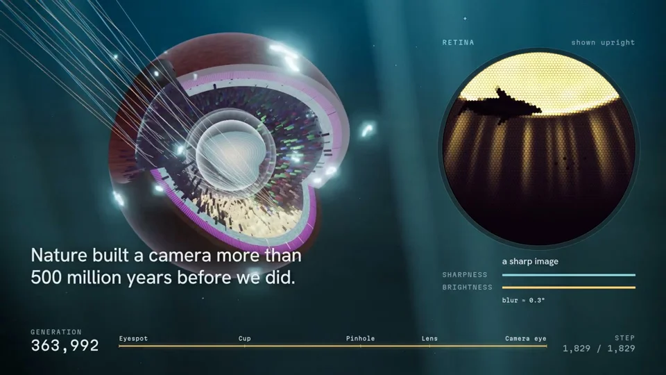 Cutaway eye evolves from a light patch to a camera eye