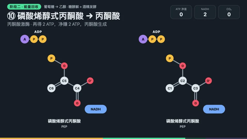 Glucose molecule breaks down step by step into ethanol