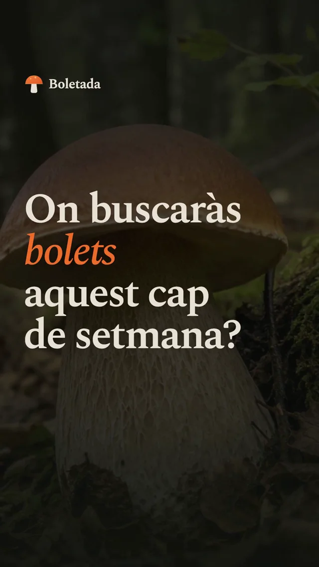 Opus 5.5 oneshotted a promotional video for my mushroom-seeking app