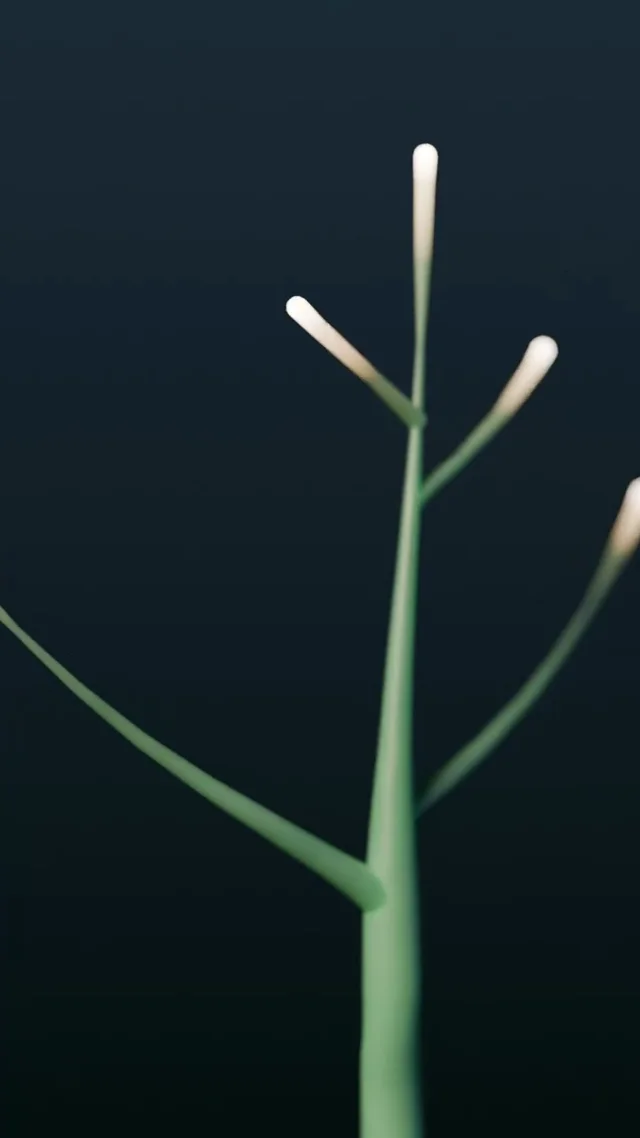 In the dark, a light takes 0.6 s to split in two. Jade veins follow, curling like coral; tissue fills…