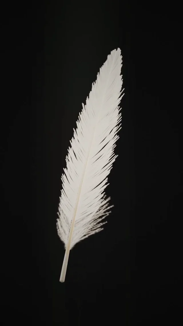 A white feather hangs in a shaft of light and doesn't fall.
